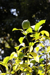 9月21日 布引ハーブ園 14