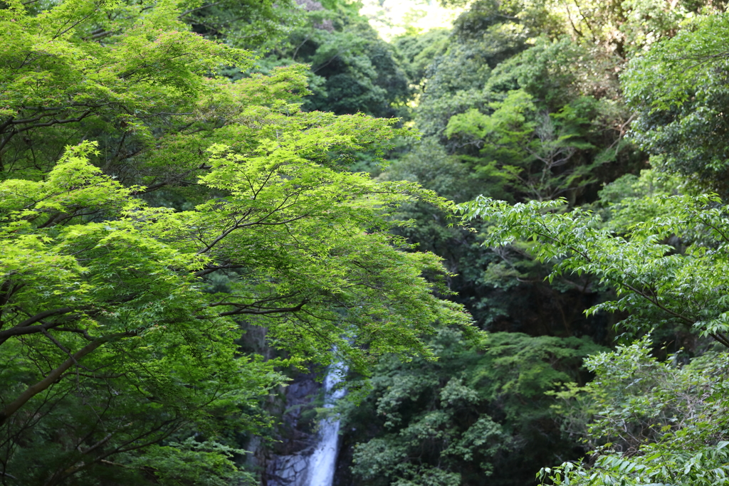5月5日 布引ハーブ園 49
