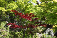 5月23日 相楽園 53