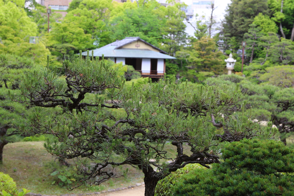 5月18日 相楽園 ５