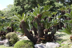 5月23日 相楽園 ４
