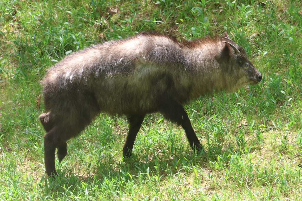 5月3日 神戸市立森林植物園 ４