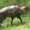 5月3日 神戸市立森林植物園 ４