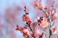 2月13日 岡本梅林公園 32