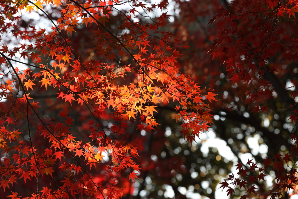 12月6日 須磨離宮公園 22