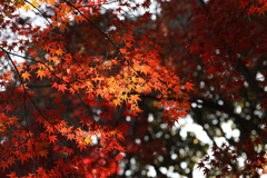 12月6日 須磨離宮公園 22