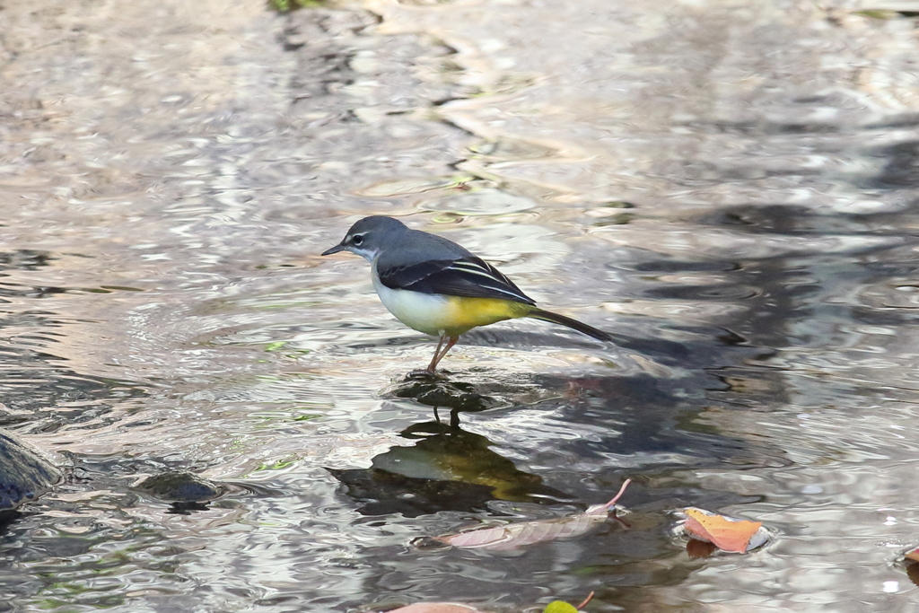 11月6日 夙川河川敷公園 ４