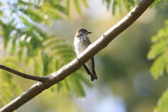 10月15日 明石公園 12