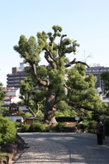 10月31日 相楽園 ４