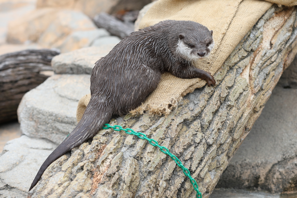 6月16日 王子動物園 53