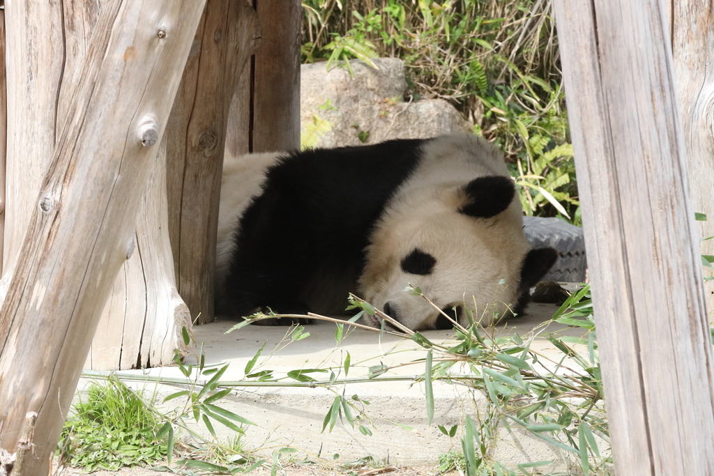 3月26日 王子動物園 24