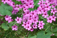6月9日 大阪城公園 10