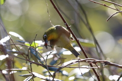 1月14日 明石公園 12