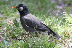 4月11日 明石公園 26