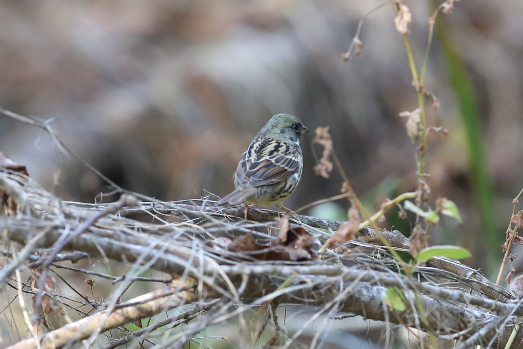 12月11日 明石公園 ９