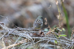 12月11日 明石公園 ９
