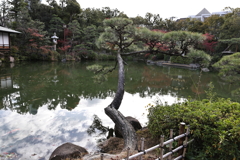 11月28日 相楽園 10