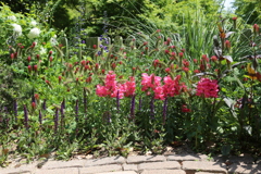 5月5日 布引ハーブ園 11 5月5日 布引ハーブ園 11