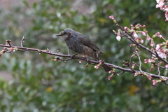 3月28日 明石公園 10