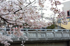 4月7日 夙川 ５