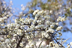 2月13日 岡本梅林公園 12