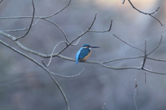 1月10日 明石公園 15