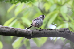 5月15日 相楽園 14