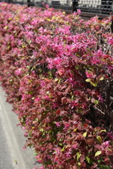 4月2日 夙川 １