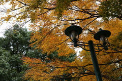 12月7日 布引ハーブ園 26