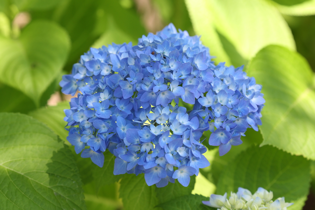6月9日 布引ハーブ園 58