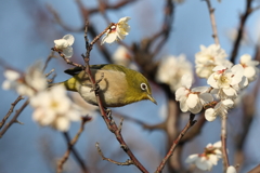 2月20日 須磨離宮公園 54