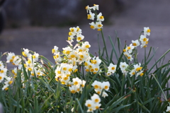 2月20日 須磨離宮公園 45