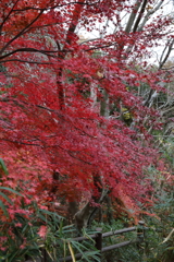 12月7日 布引の滝 ４