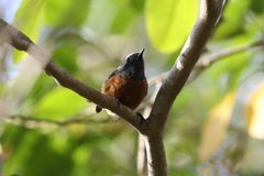 12月11日 明石公園 10