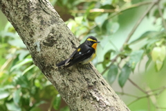 5月21日 明石公園 20