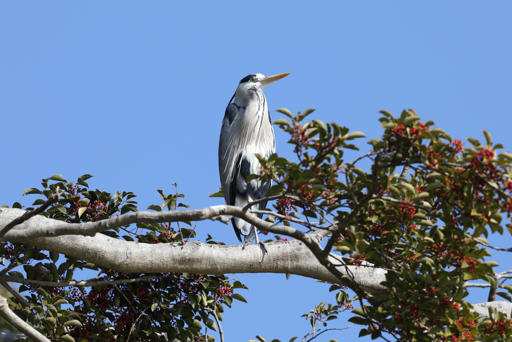 1月3日 明石公園 ５
