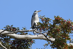 1月3日 明石公園 ５