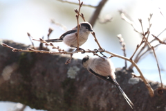 2月6日 夙川河川敷公園 10