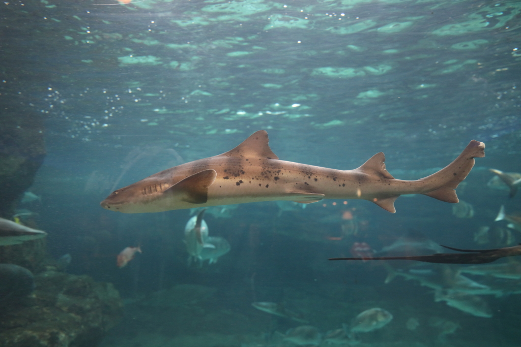 6月11日 須磨海浜水族園 ３