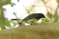 5月9日 明石公園 14