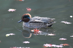 12月11日 明石公園 13