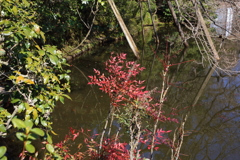 3月20日 京都嵐山 49