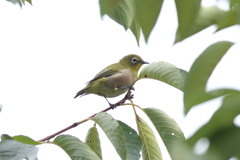 8月28日 夙川河川敷公園 12