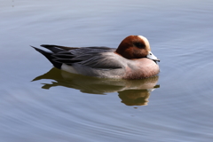 4月11日 明石公園 11
