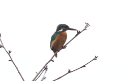 12月31日 明石公園 ９