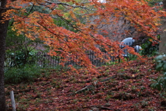 12月7日 布引ハーブ園 18