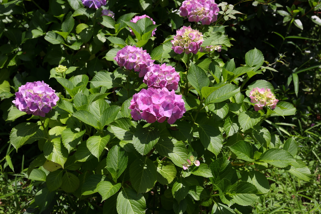 6月6日 須磨離宮公園 ２