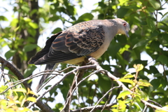 5月6日 明石公園 20