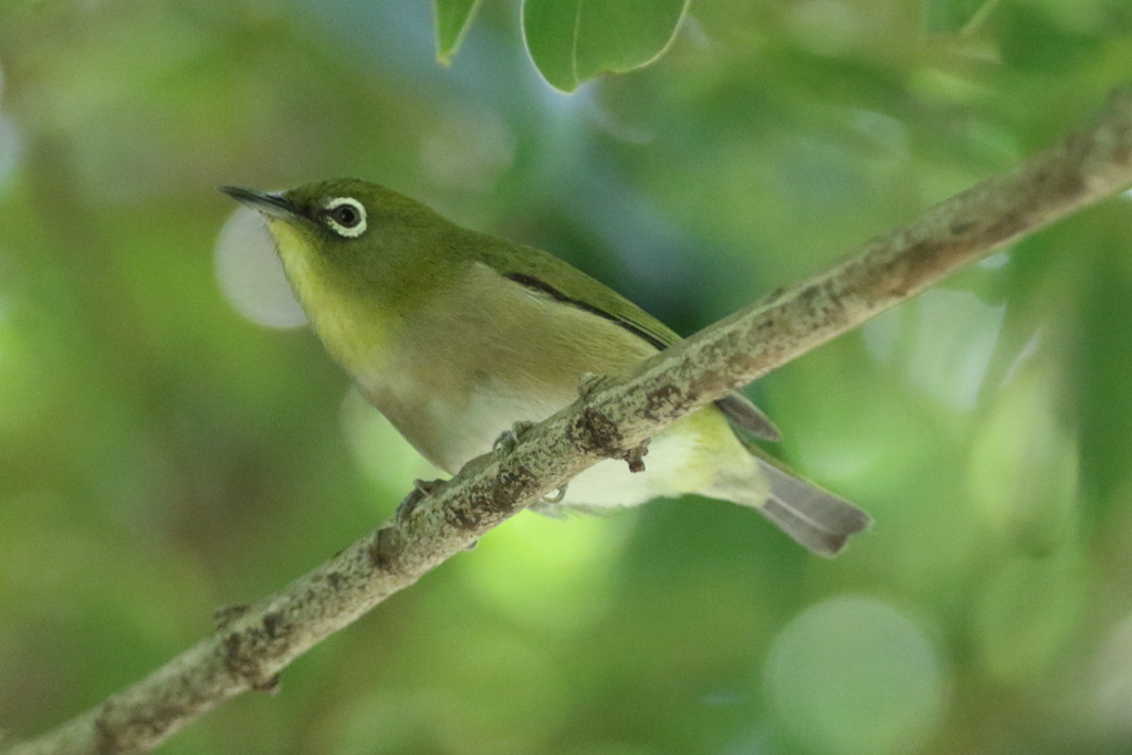 5月9日 明石公園 13