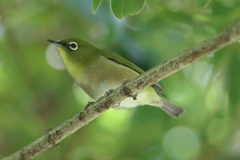 5月9日 明石公園 13